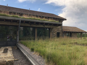 Montana Native Grass Green Roof, Liveroof